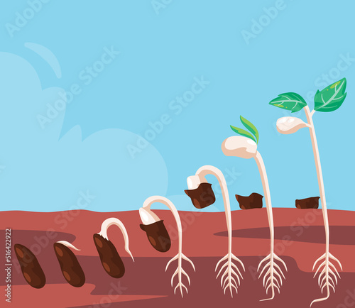 Germination process step growing from seed to sprout cartoon illustration of planting gardening