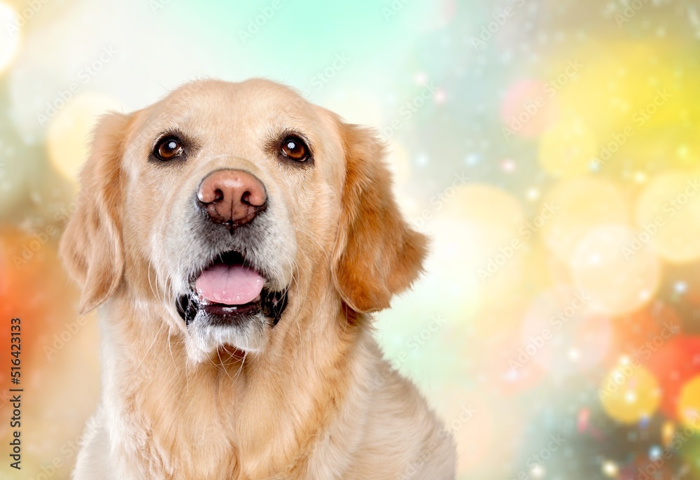 Happy smiling dog posing on the background, pet Happy smiling dog posing on the background, pet
