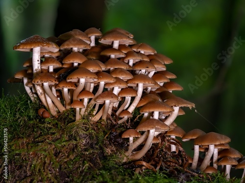 Group of Psathyrella piluliformis on a tree stump photo