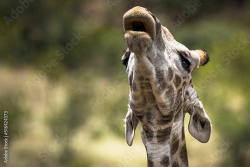 Beautiful shot of the head of a giraffe at Pilansberg Nature Reserve photo