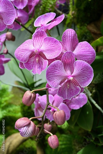 Bouquet of Purple Phalaenopsis spp.(moth) orchid flowers photo