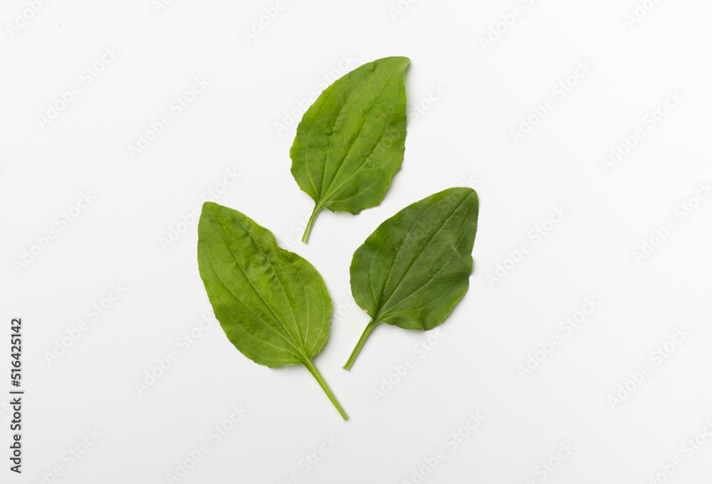 Plantain leaves on white background, top view Plantain leaves on white background, top view