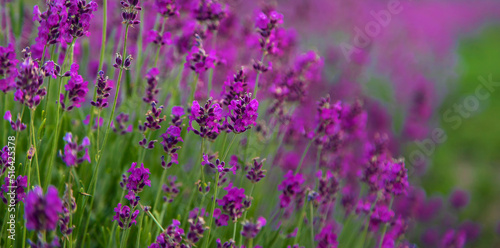 Lavender blossoms in a beautiful background field. Selective focus.