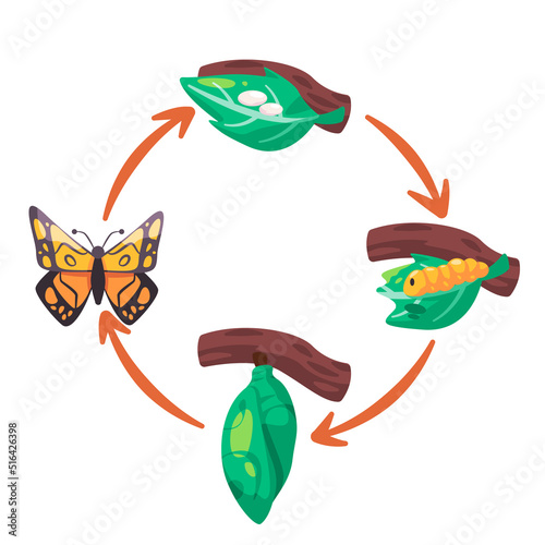 Butterfly life cycle illustration transformation from egg larva pupa cocoon process diagram