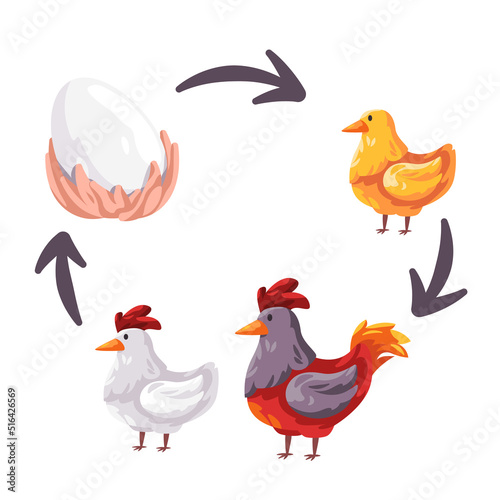 Chicken life cycle stages from egg to young and adult rooster reproduction illustration