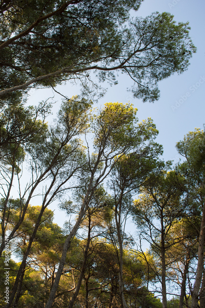 Obraz premium Aleppo pine tree forest, Pinus Halapensis, Dalmatia, Croatia