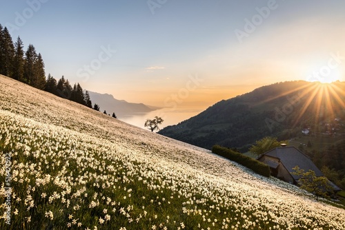 Sunset on a narcissus field in Montreux, Switzerland