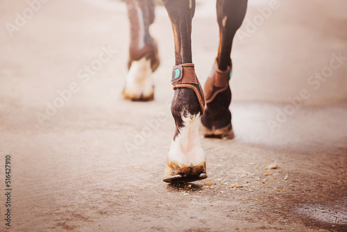 A rear view of a bay horse that steps with shod hooves on asphalt on a bright day. Equestrian life. ©  Valeri Vatel