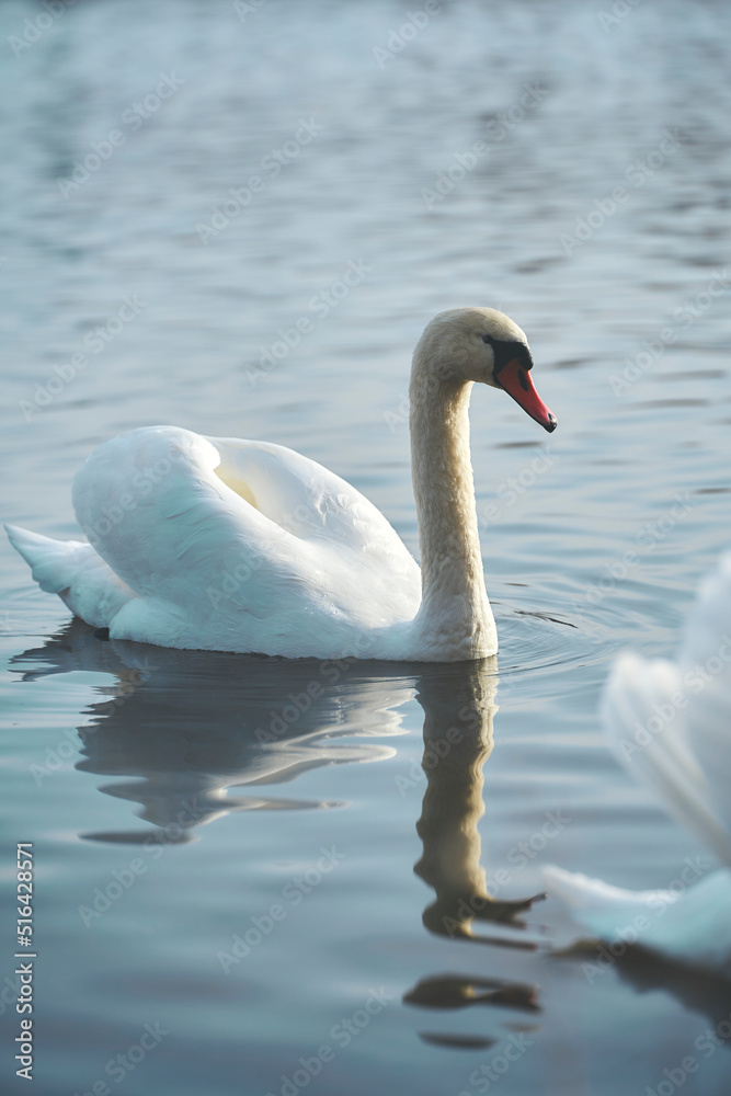 Fototapeta premium Swam swimming