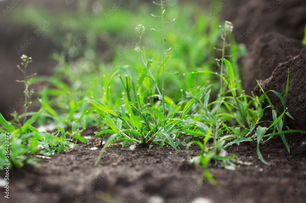 Succulent grass with dew on ground, close-up Succulent grass with dew on ground, close-up