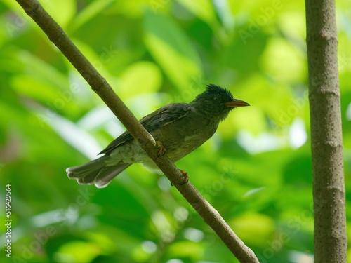 Closeup shot of The Seychelles bulbul (Hypsipetes crassirostris) standing on a tree branch photo