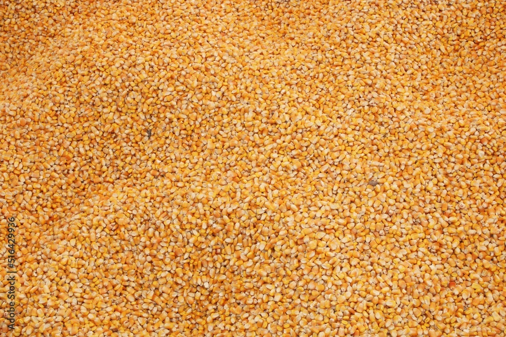 Popcorn Kernals Popcorn Kernals