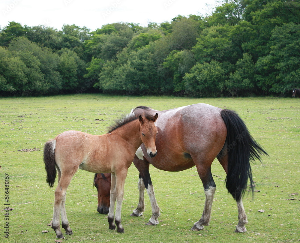 horse and foal