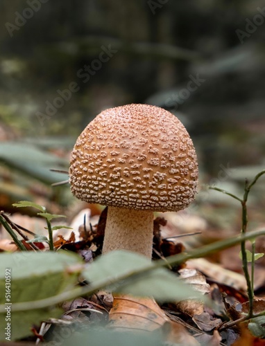 Closeup of a blusher mushroom in autumn photo