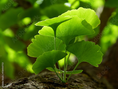 Ginkgo Biloba tree leaves in closeup. bright green ginko leaf macro. natural supplement. herbal and natural medicine. homoeopathy and immune system enhancement. soft blurred background.