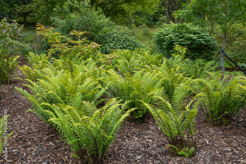 Deep green fronds of the shade loving Dryopteris atrata or shaggy shield fern photo