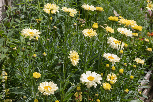 Summer blooming flowers of the perennial daisy Leucanthemum vulgare