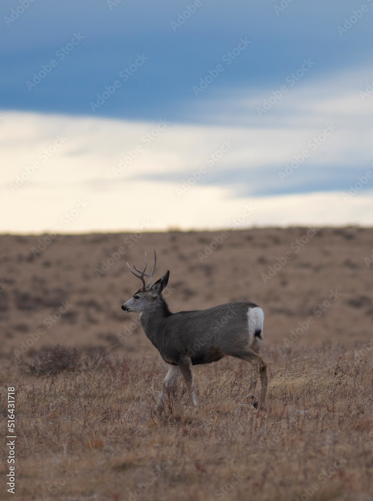 Fototapeta premium Cloudy day mule deer buck