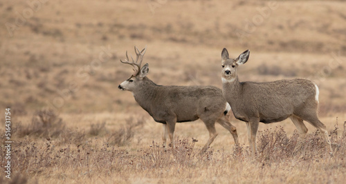 Montana doe and buck during the rut
