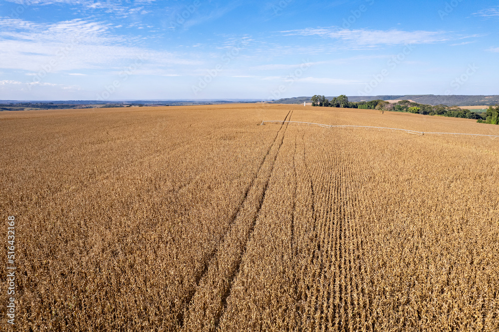 Plantação de milho pronto para colheita em vista aérea