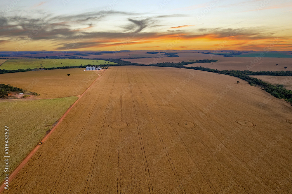 Naklejka premium Por do sol em campo de milho , milharal