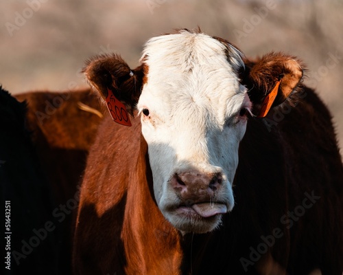 Closeup of a cow with a red ear tag with its tongue out photo