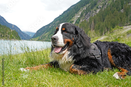 Bernese Mountain Dog relaxing by the mountain lake  photo