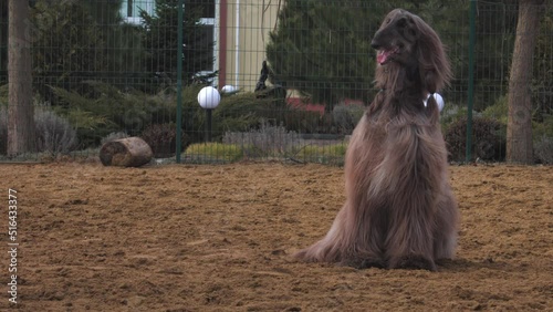 Graceful grey Afghan Hound. Greyhound breed.