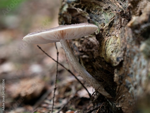 Closeup of a deer shield mushroom photo