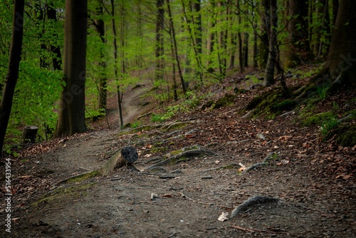 Woods at Lac de Sauvabelin photo