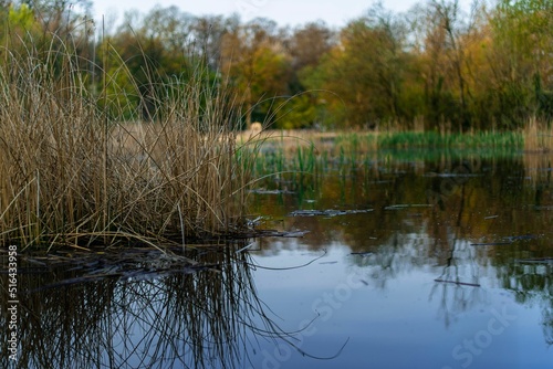 Calm water surface with the reflection of plants. Sauvabelin lake, Lausanne, Switzerland. photo