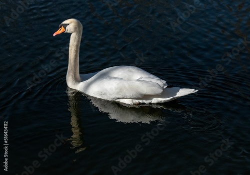 Closeup of the mute swan swimming in the lake. Cygnus olor.