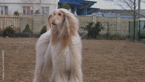 Graceful White Afghan Hound. Greyhound breed.