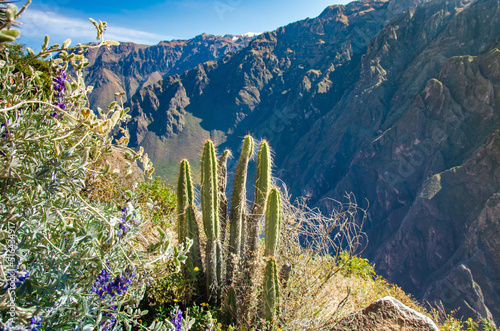 Cactáceas columnares en Cañón del Colca - Colca Canyon, Perú, Andes photo