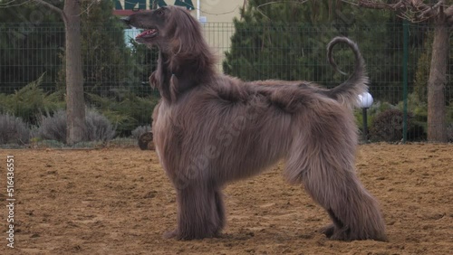 Graceful grey Afghan Hound. Greyhound breed.