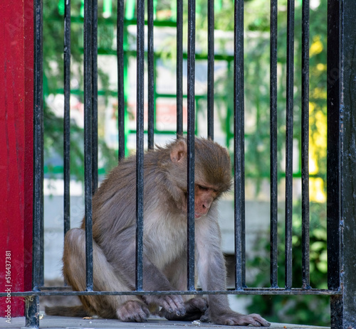 A monkey caged behind the iron fence doing something © SubharthaSarkar17