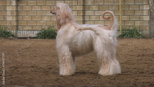 Graceful White Afghan Hound. Greyhound breed.