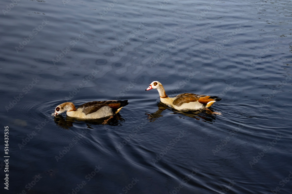 Fototapeta premium two ducks on the lake
