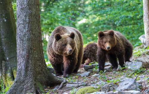 Braunbärenfamilie © Caro