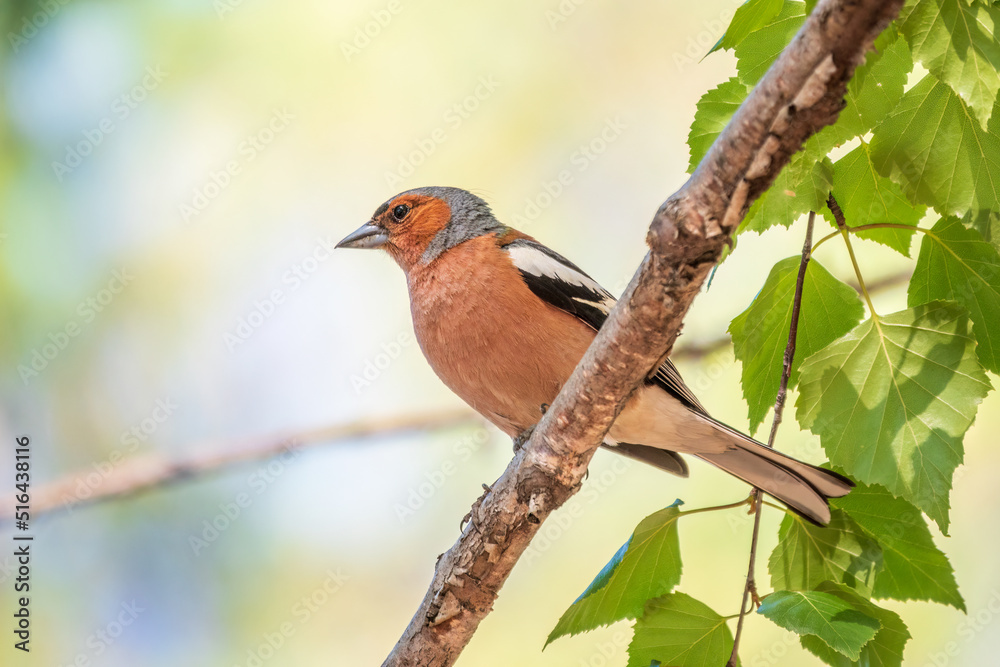 Common chaffinch, Fringilla coelebs, sits on a branch in spring on green background. Common chaffinch in wildlife. Common chaffinch, Fringilla coelebs, sits on a branch in spring on green background. Common chaffinch in wildlife.