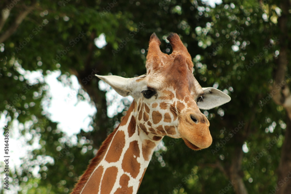Close-up on the head of a giraffe Close-up on the head of a giraffe