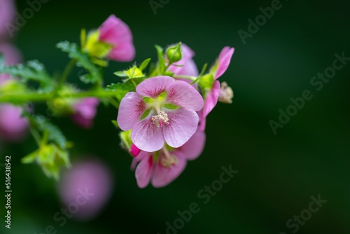 Closeup of African mallow (Anisodontea capensis) flowers in a garden photo