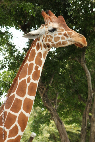 Photography Close-up on the head of a giraffe