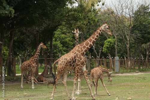 Group of giraffes in captivity