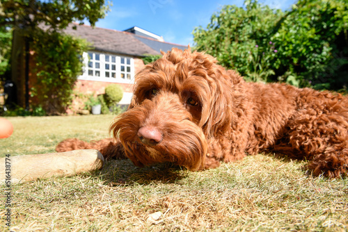 A pet puppy dog lying down on the lawn in a garden during hot weather
