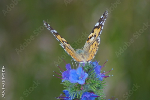Thistle butterfly Vanessa cardui, Syn.: Cynthia cardui on blue flower photo