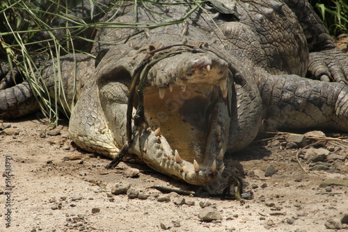 American cocodrile (Crocodylus acutus) basking with its mouth open photo