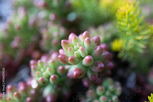 Foto Sedum Jelly Bean Succulent