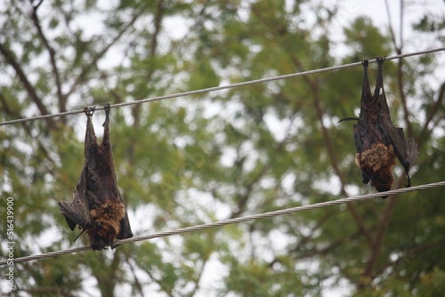 Two bats died in the electric shock
