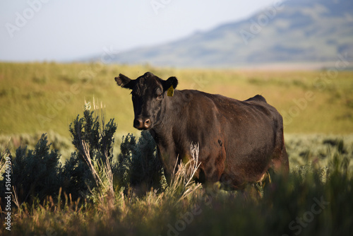 Fototapeta Naklejka Na Ścianę i Meble -  Black Angus Cow in Free Range Pasture